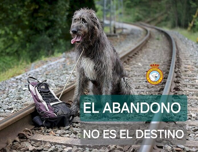 Perro en situación de abandono, contexto que ilustra la brecha entre adopción y educación responsable
